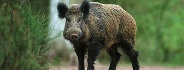 В тверском регионе продолжается работа по предупреждению африканской чумы свиней в дикой природе