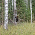 Косолапых найдёнышей вернули в родной лес