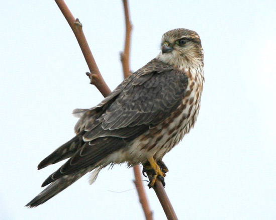 Семейство соколиные, дербник, Falco columbarius L.